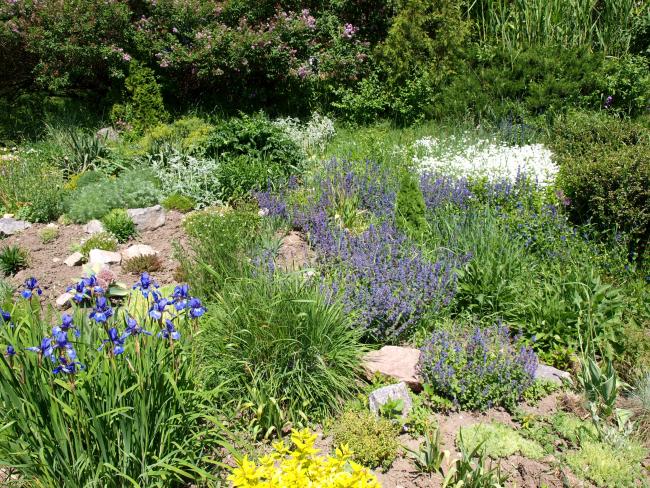 Botanical garden in Poltava - flowers